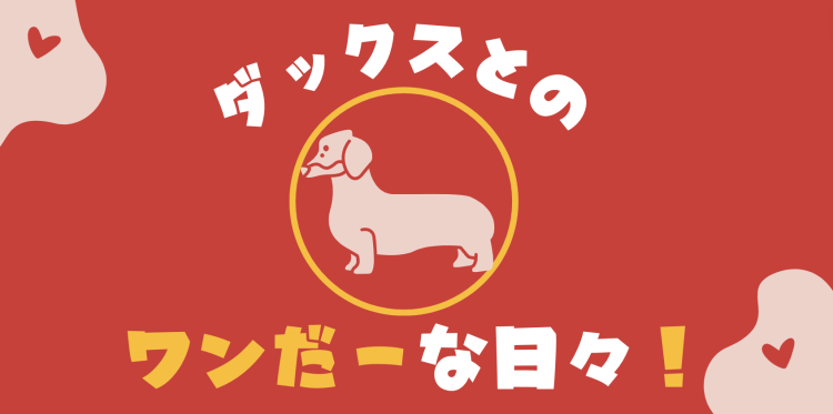 ダックスとのワンだーな日々！